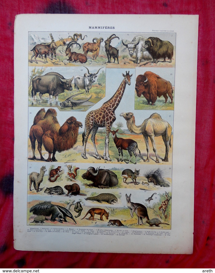 Planche Originale 32,5 X 25 Cm-  Nouveau Larousse Illustré: MAMMIFERES -  Illustration A. MILLOT Et VIGNEROT DEMOULIN - Animals