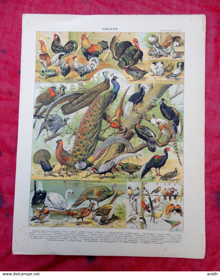 Planche Originale 32,5 X 25 Cm-  Nouveau Larousse Illustré: OISEAUX-  Illustration A. MILLOT - Animals