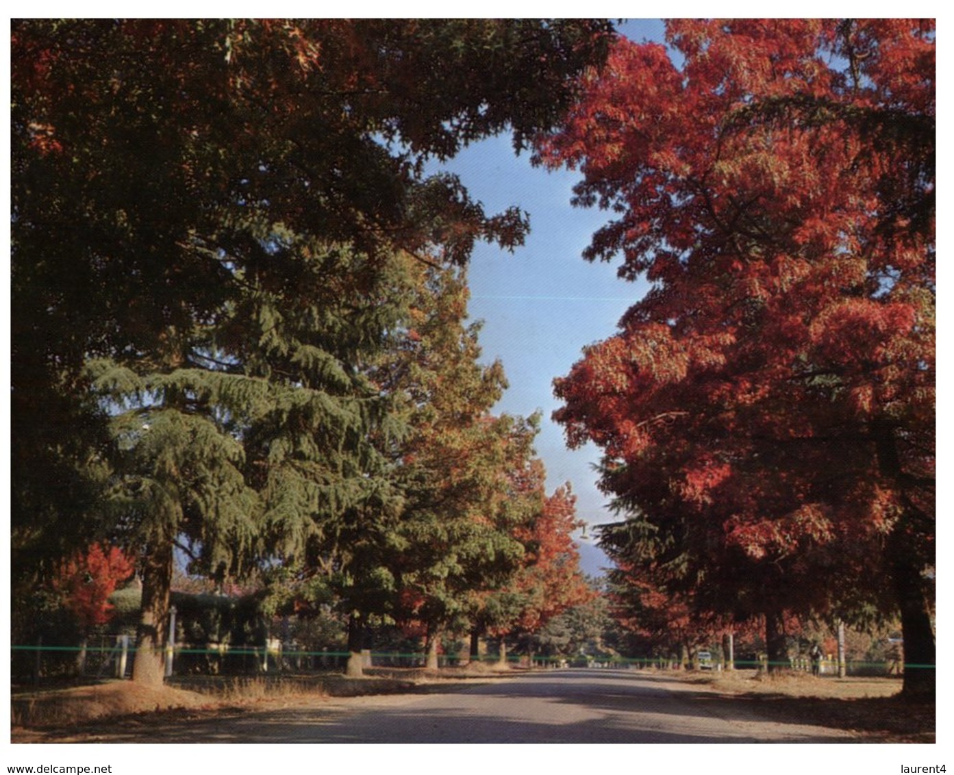 (ED 56) Australia - VIC - Bright Delany Avenue With Oak And Cedars Trees - Gippsland