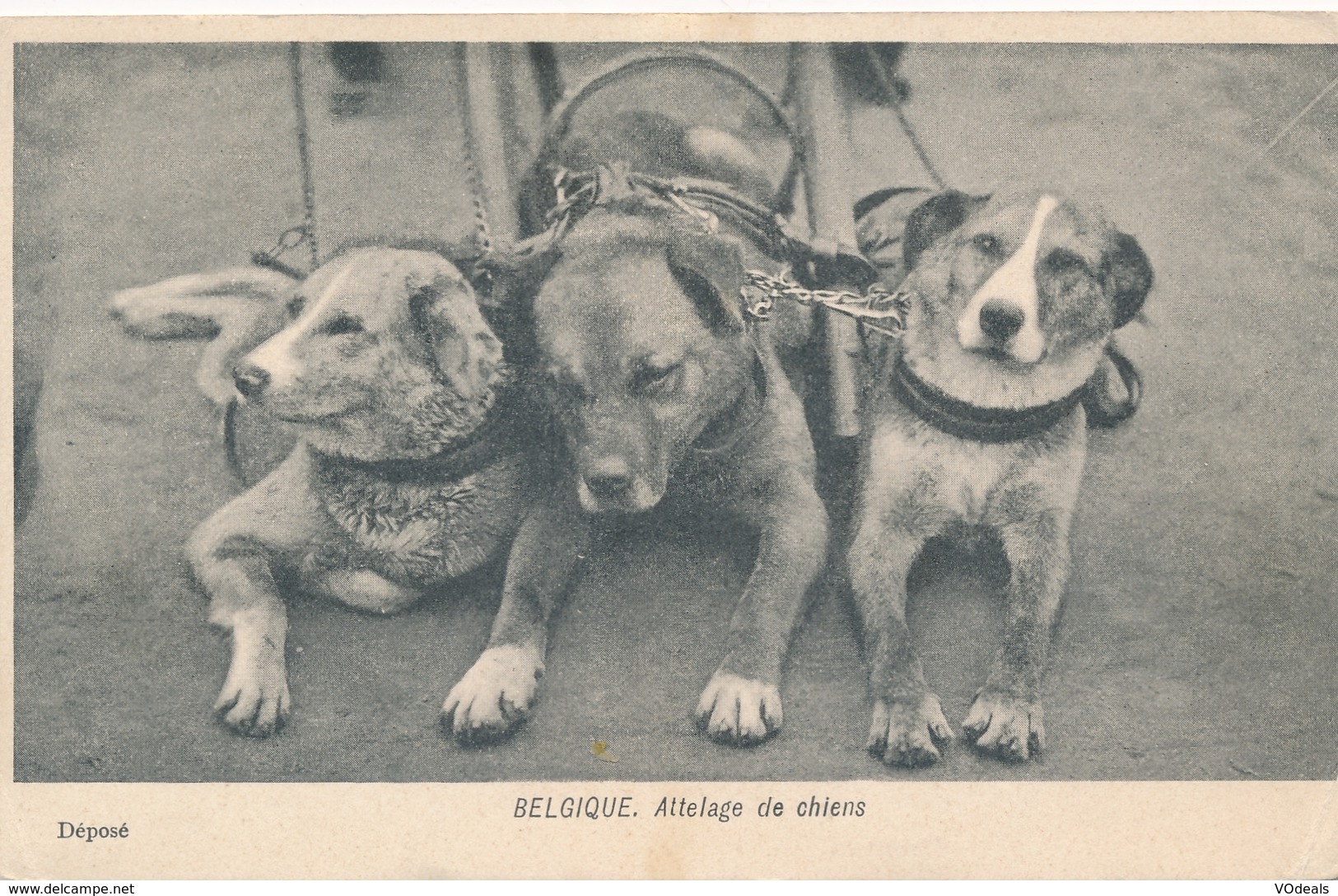 CPA - Belgique - Attelage De Chiens - Andere & Zonder Classificatie