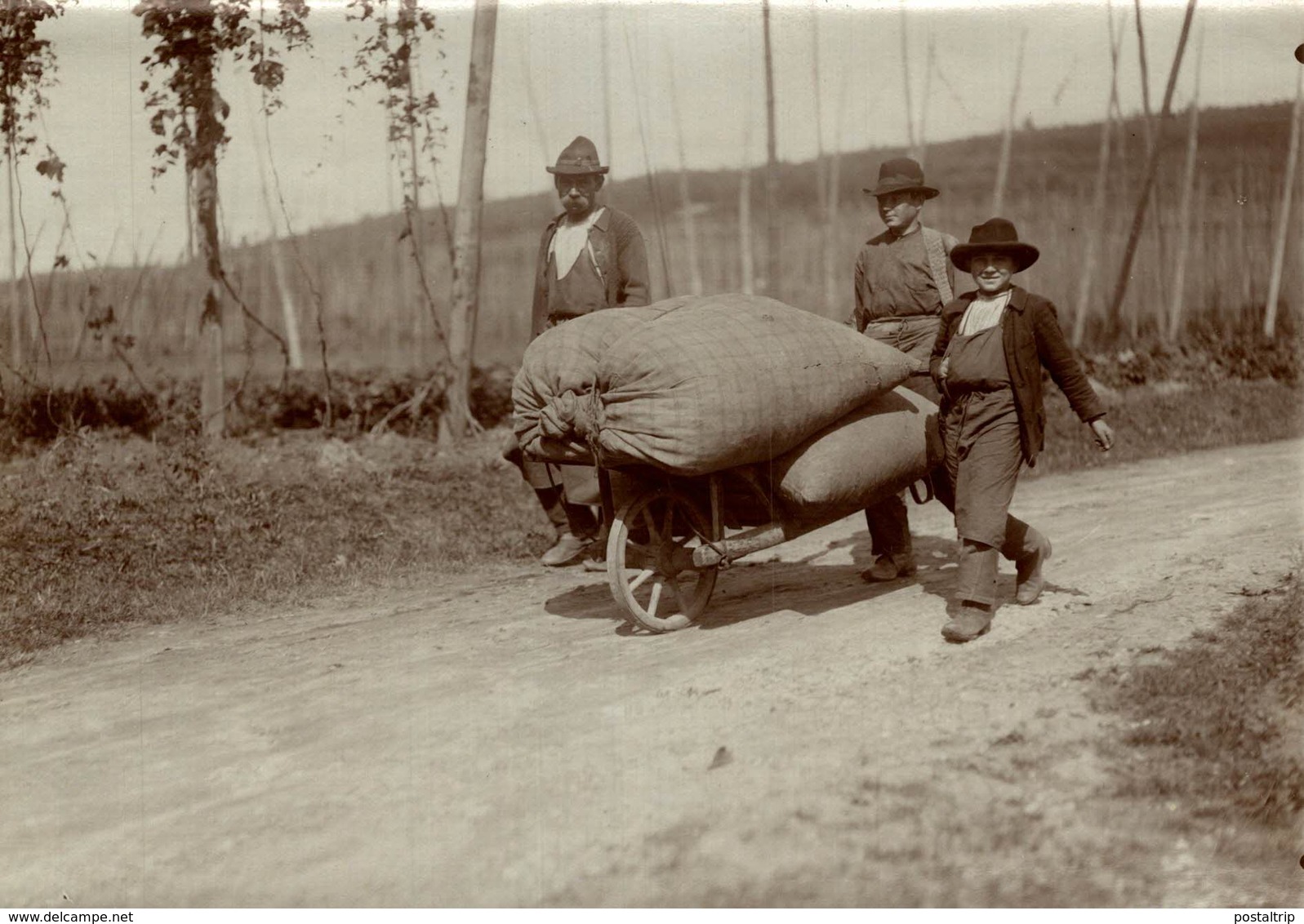 HOP PICKING  BAVARIA GERMANY DEUTSCHLAND  Hallertau Holledau HOPFEN  +- 16* 12 CM Fonds Victor FORBIN (1864-1947) - Profesiones