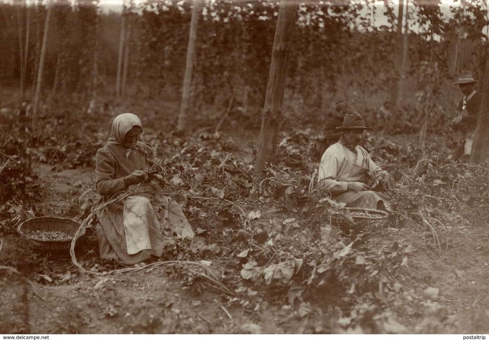 HOP PICKING  BAVARIA  GERMANY DEUTSCHLAND  Hallertau Holledau HOPFEN +- 16* 12 CM  Fonds Victor FORBIN (1864-1947) - Sin Clasificación