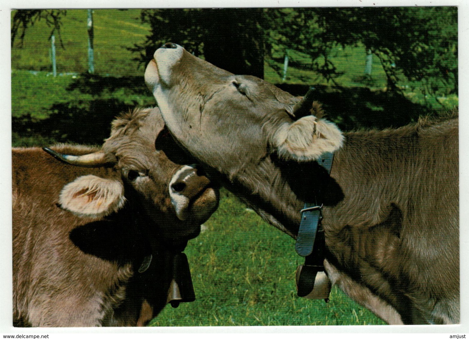 Vaches // Amitié Sur L'Alpe - Vaches