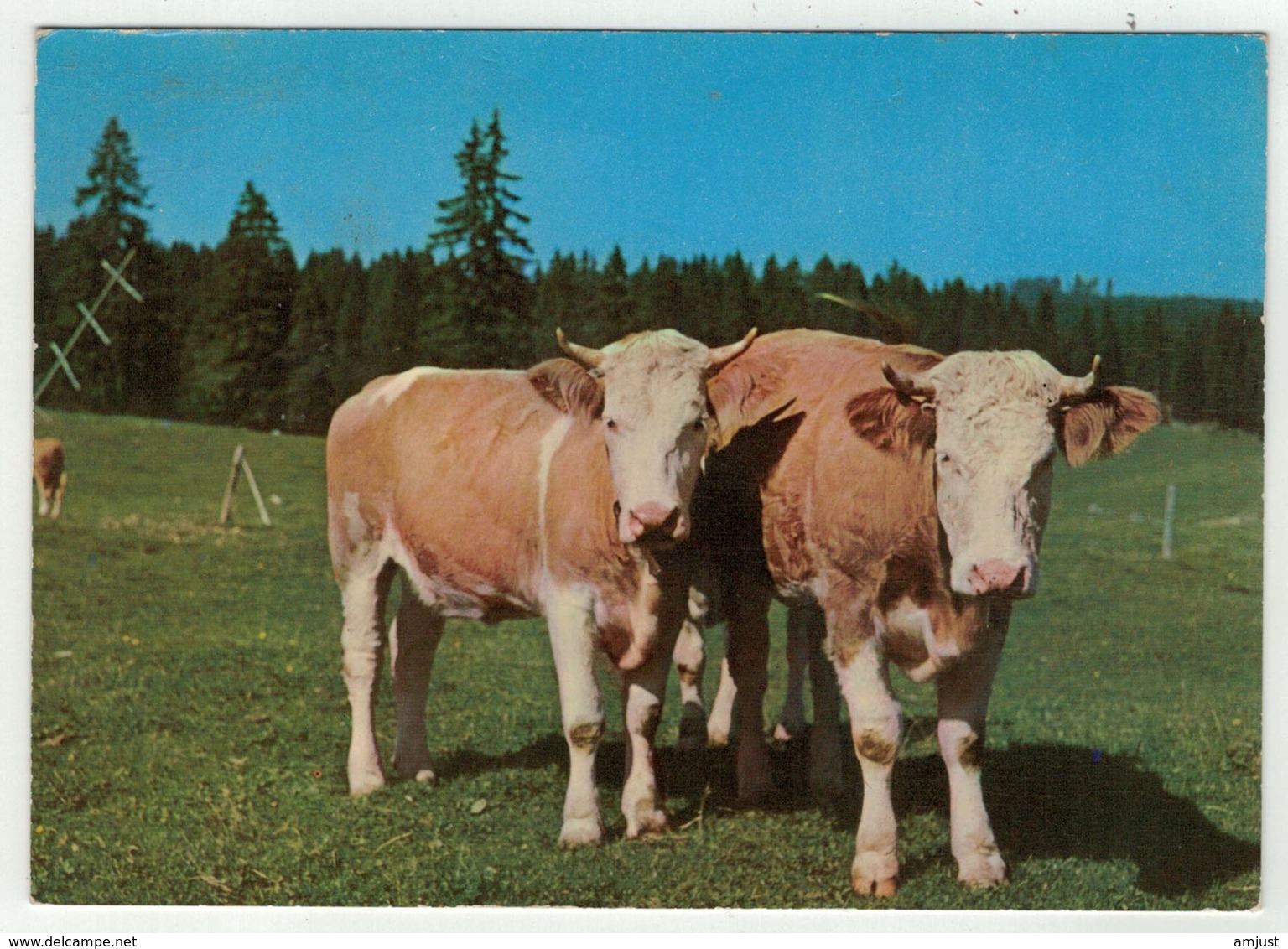 Vaches // Vache Au Pâturage Du Jura - Vaches