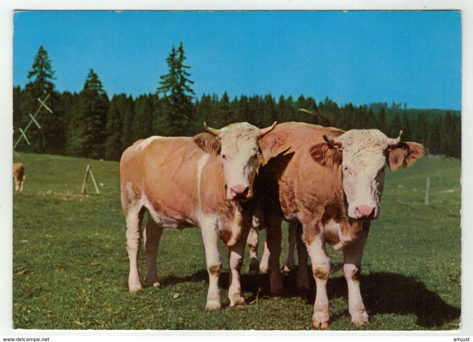 Vaches // Vaches Au Pâturage Du Jura - Vaches