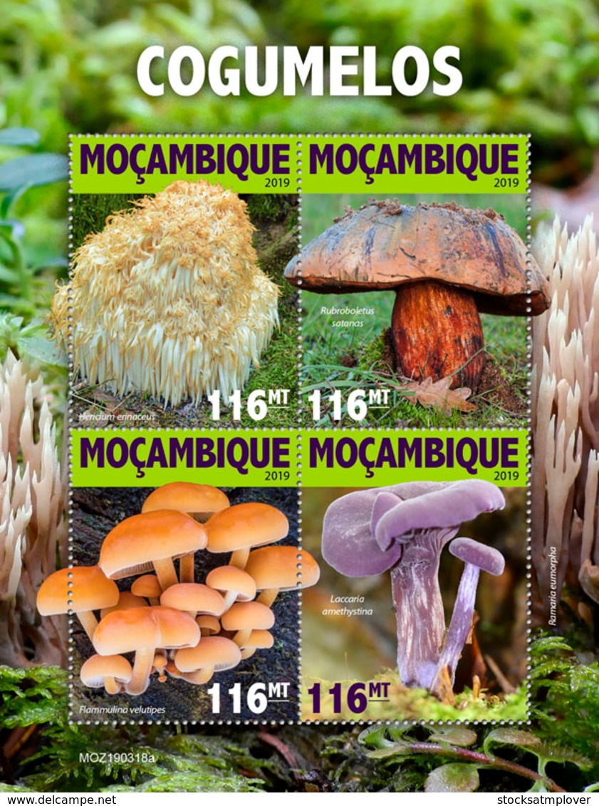 Mozambique 2019  Mushrooms  S201905 - Mozambique