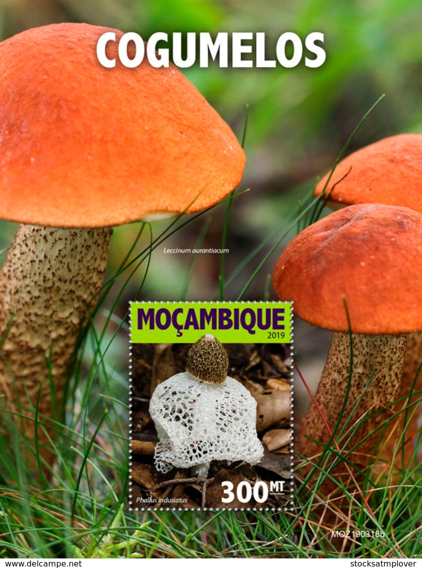Mozambique 2019  Mushrooms  S201905 - Mozambique