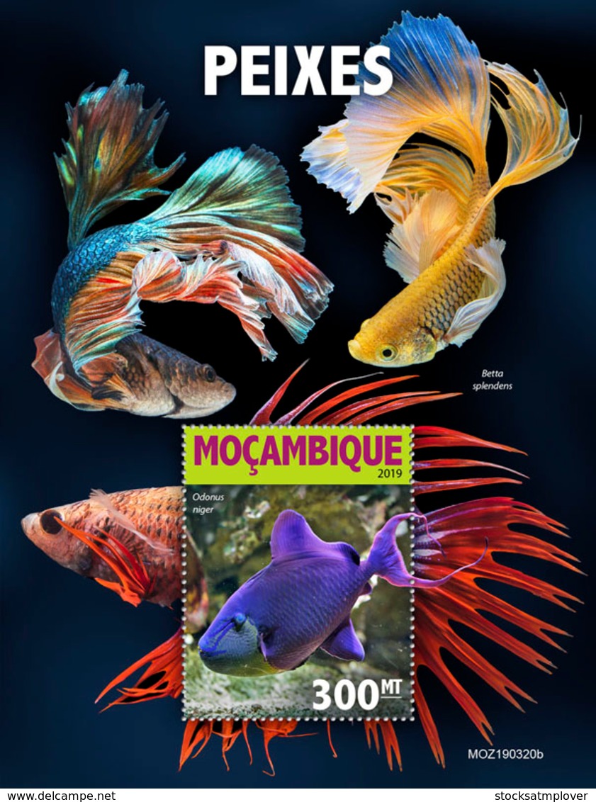 Mozambique 2019    Fauna  Fishes  S201905 - Mozambique