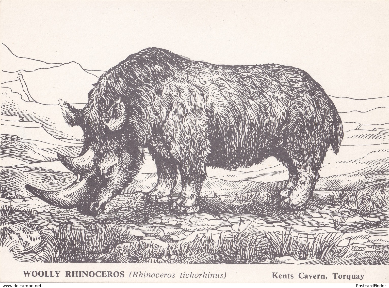 Kents Torquay Cavern Rhinoceros Torquay Remains Exhibit Postcard - Neushoorn