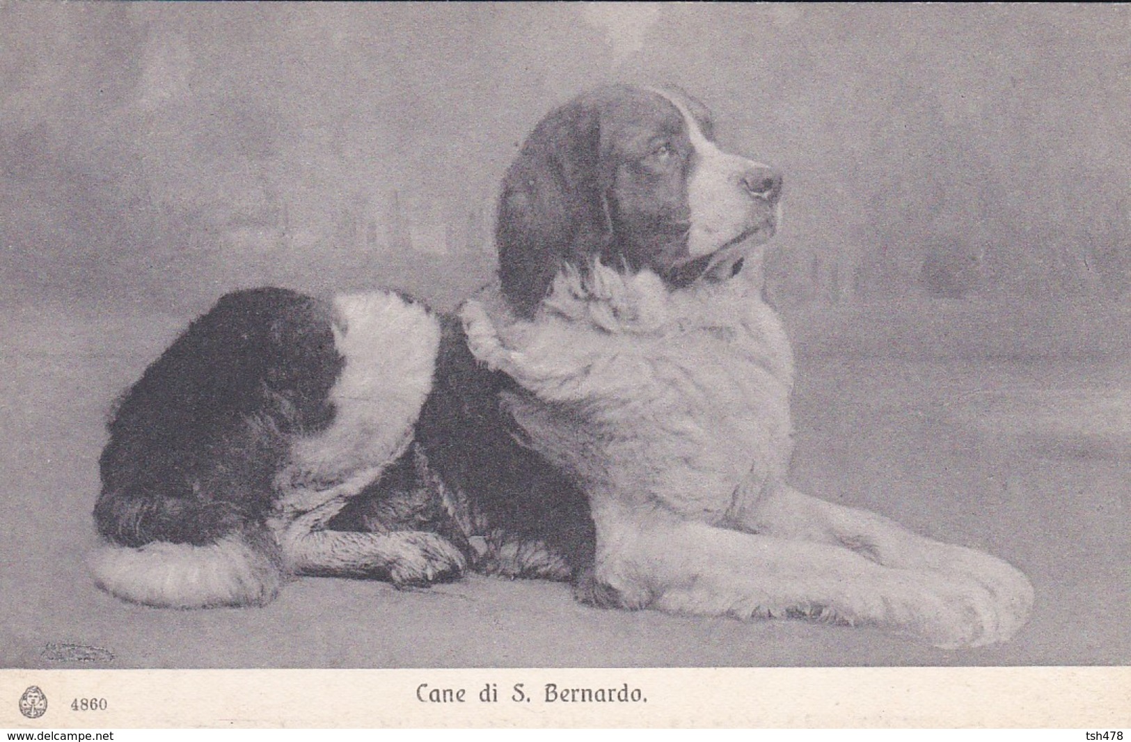 SUISSE---CANE Di S. BERNARDO--( Chien Saint-bernard )-voir 2 Scans - Bern