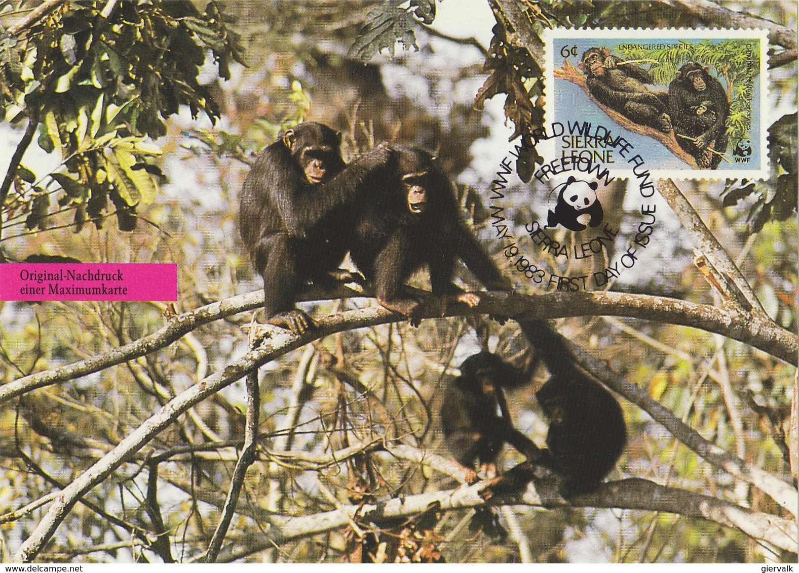 SIERRA LEONE 1983 WWF PostCard With Chimpansee. - Andere & Zonder Classificatie