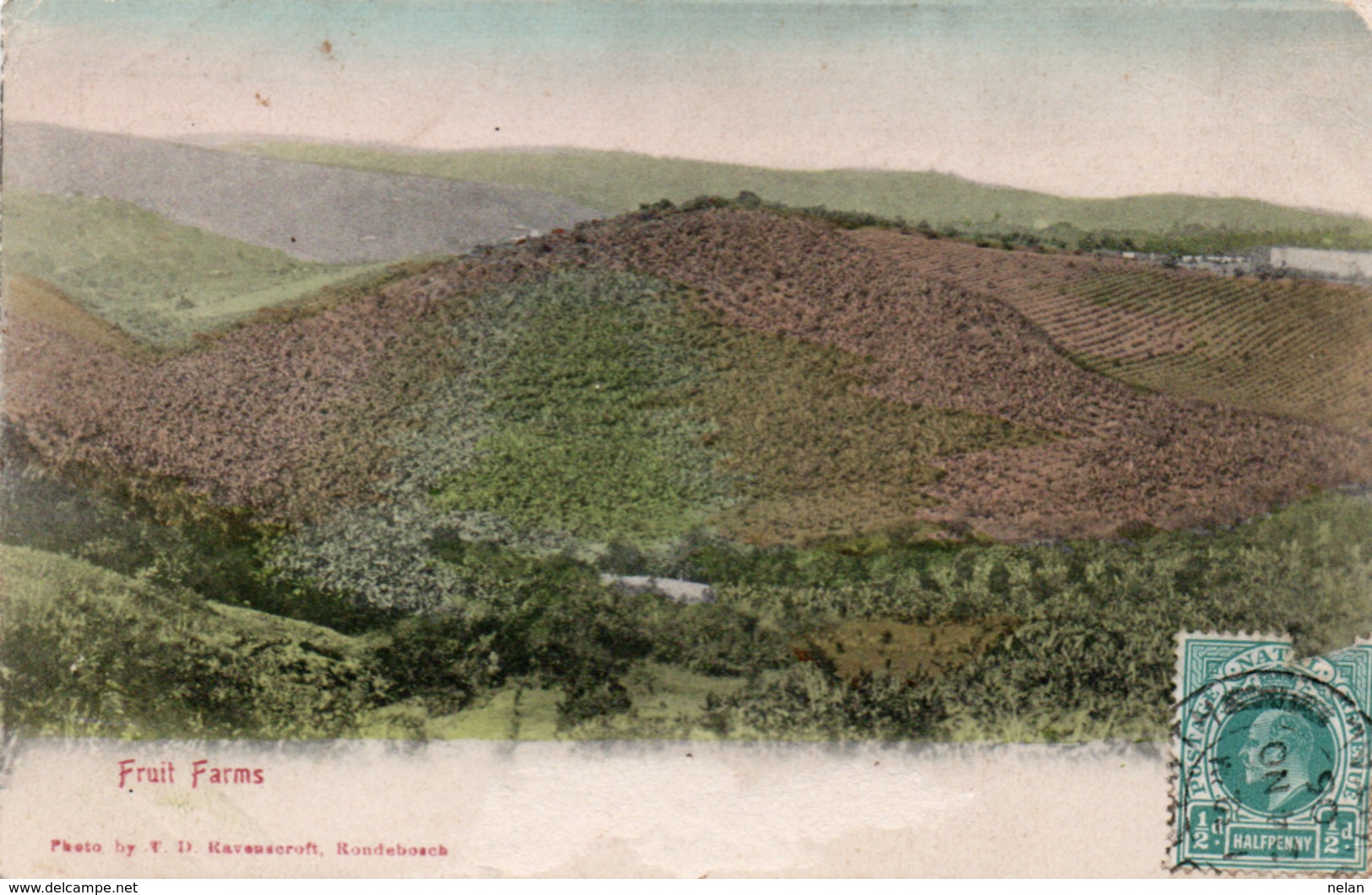 FRUIT FARMS-CAPE TOWN- VIAGGIATA 1906 - Sud Africa