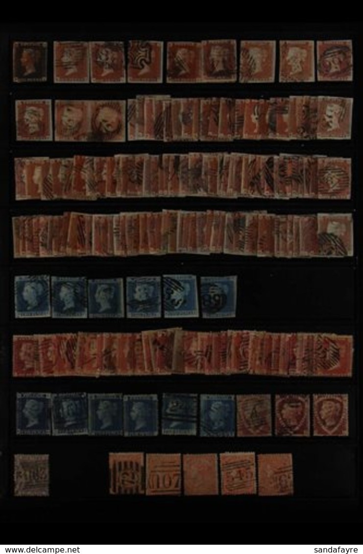 1840-1951 INTERESTING USED COLLECTION/ACCUMULATION On Stock Pages, Includes 1840 1d (3+ Margins), 1841 1d (115+ Examples - Autres & Non Classés