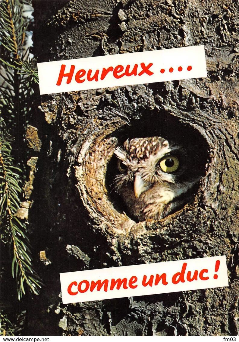 Hibou Petit Duc - Oiseaux