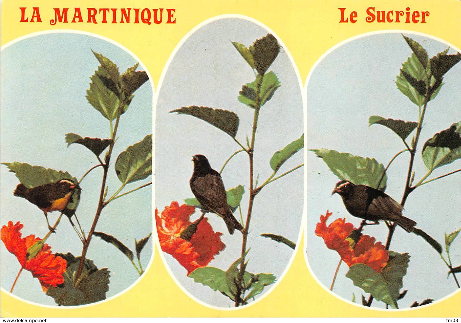 Sucrier Martinique - Oiseaux
