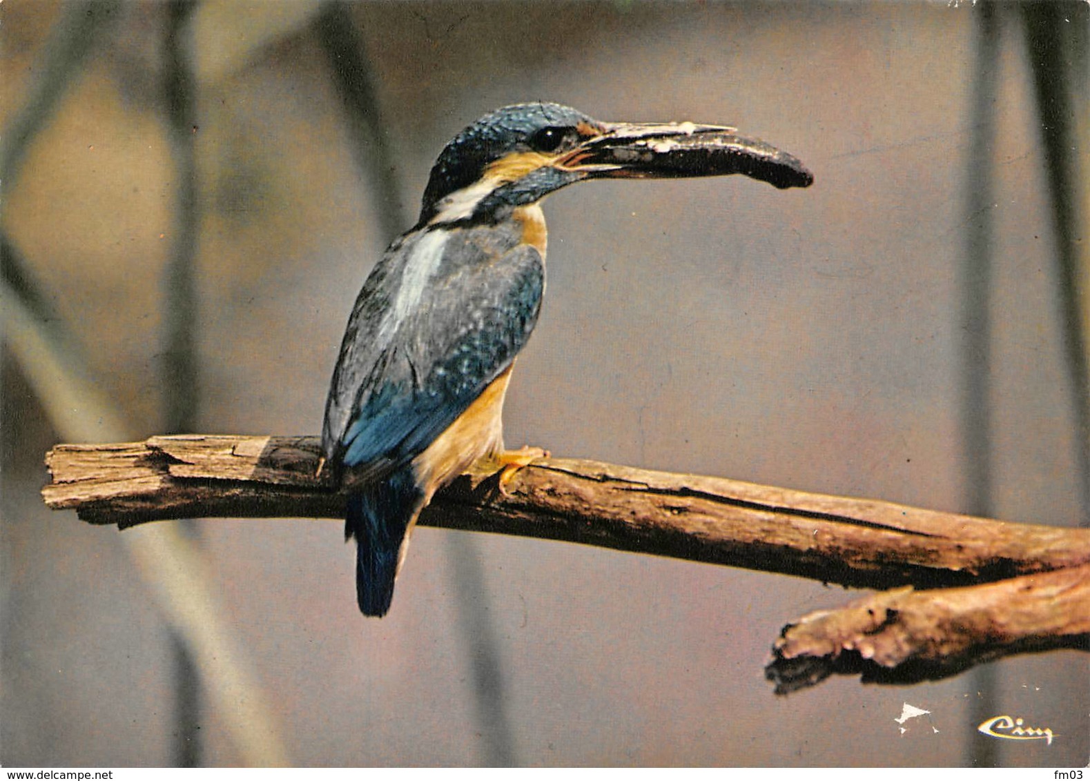 Martin Pêcheur - Oiseaux