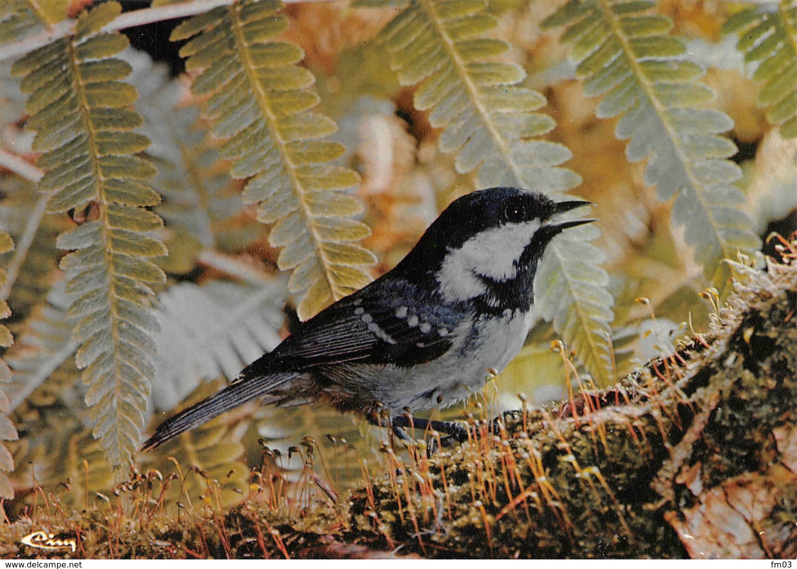 Mésange Noire - Oiseaux