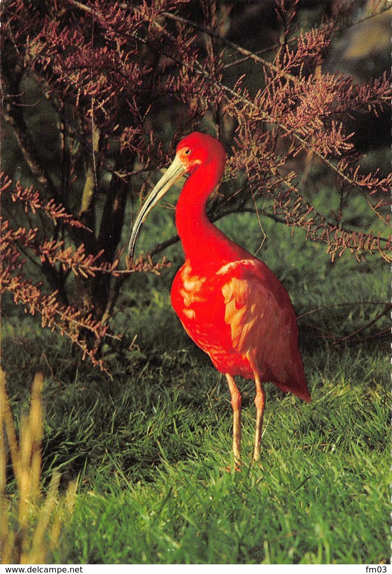 Zoo Parc Villars Les Dombes Ibis Rouge - Oiseaux