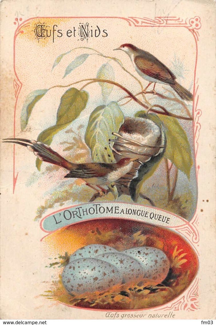 Chromo Oeufs Et Nids Orthotome - Oiseaux