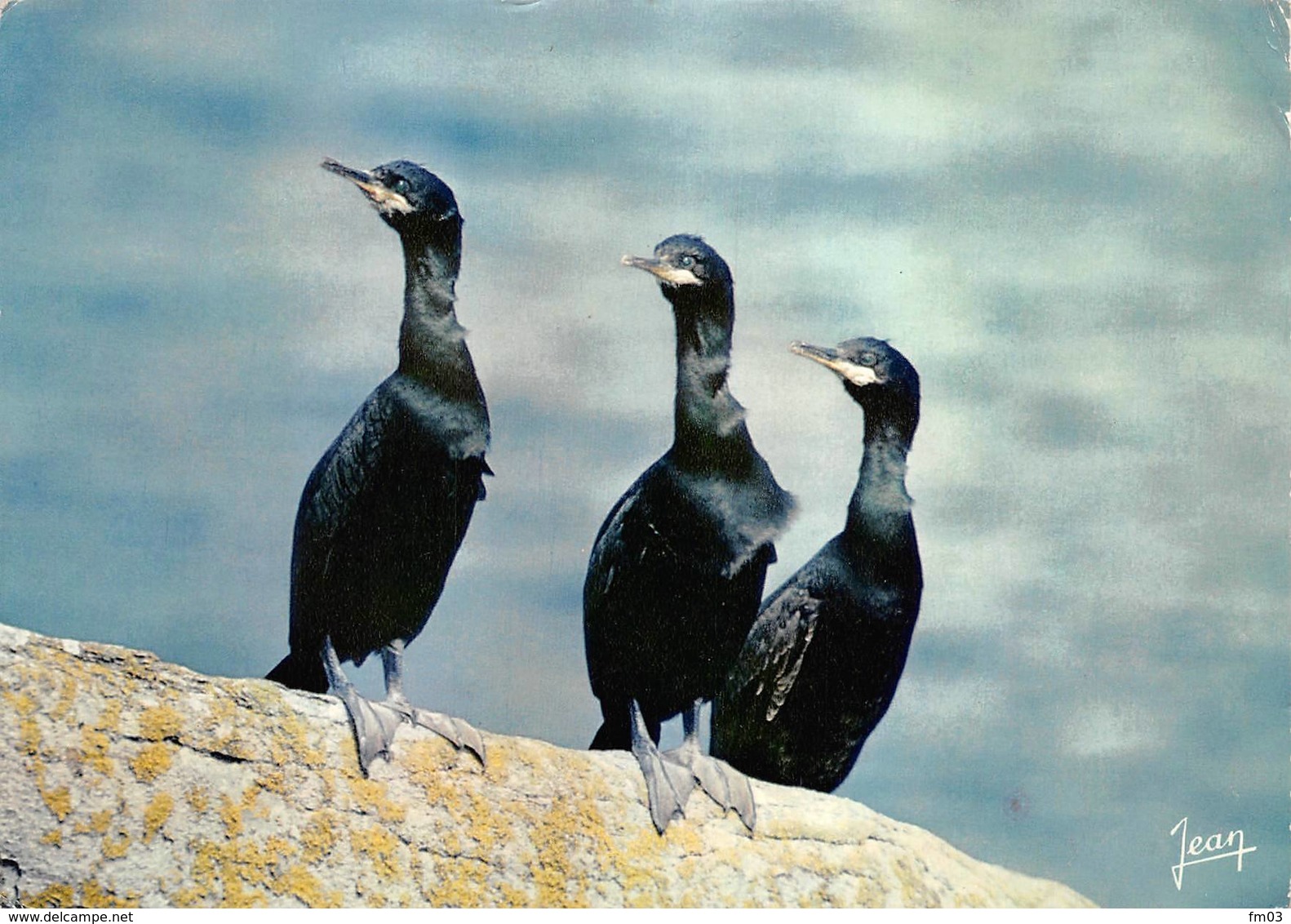 Cormoran Réserve Du Cap Sizun En Goulien - Oiseaux