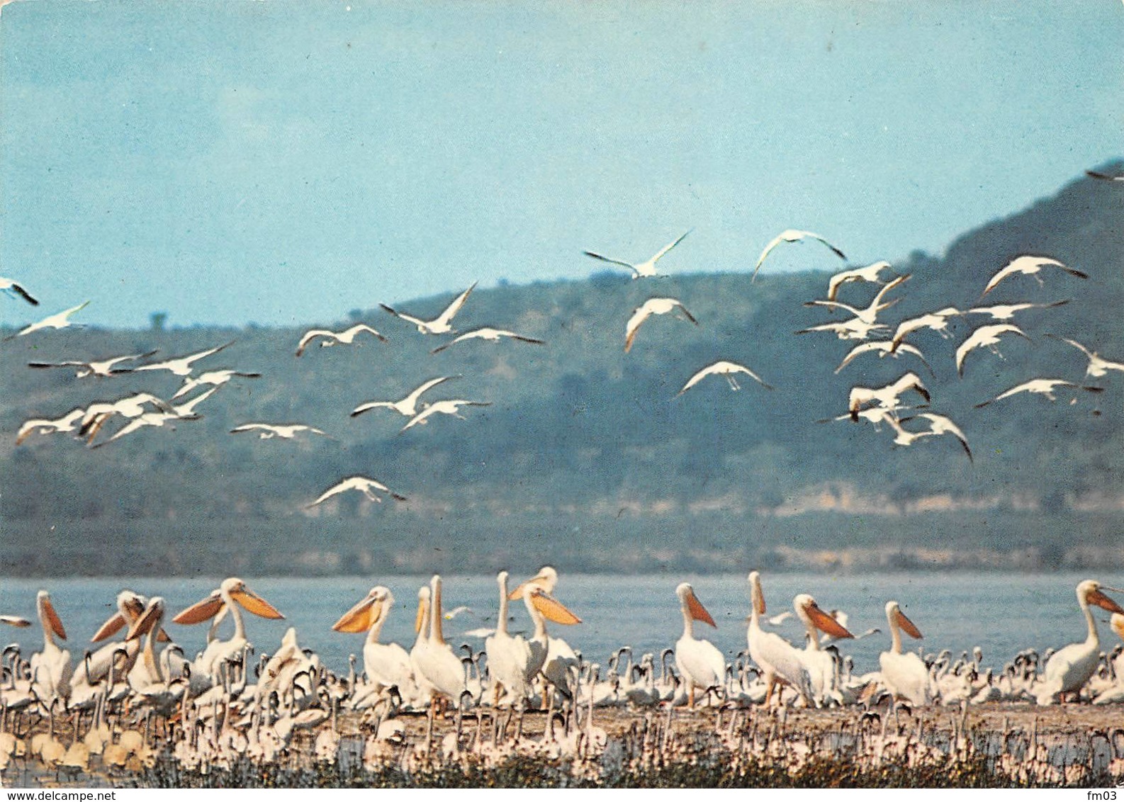 Pélicans Flamants Roses - Oiseaux