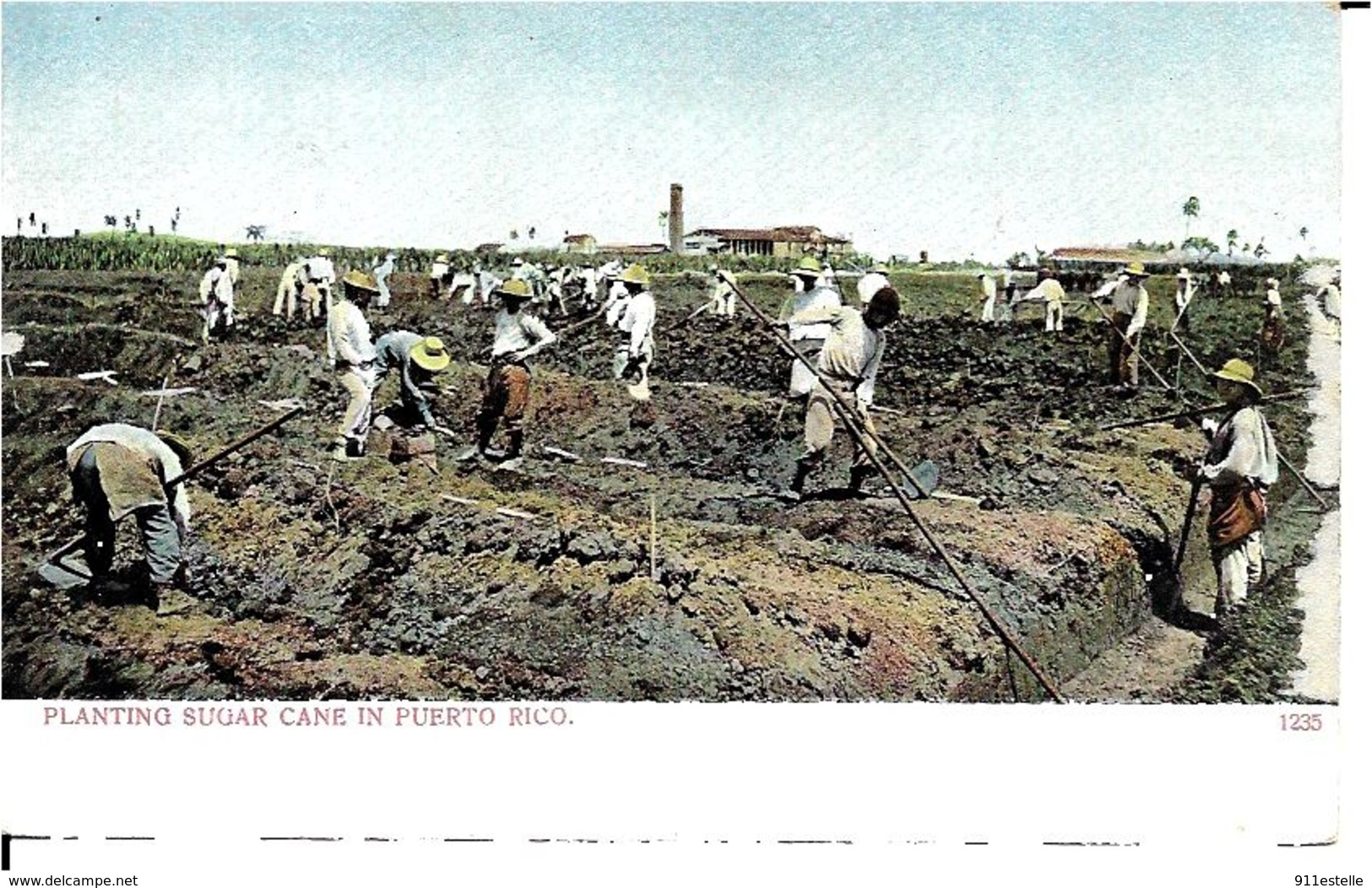 Puerto Rico. PLANTING  SUGAR  CANE IN PUERTO RICO - Puerto Rico