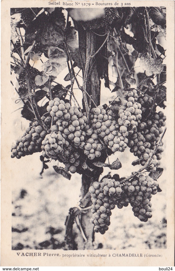 BAC19-  CHAMADELLE EN GIRONDE  VACHER PIERRE  VITICULTEUR   GRAPPE  DE RAISIN - Autres & Non Classés