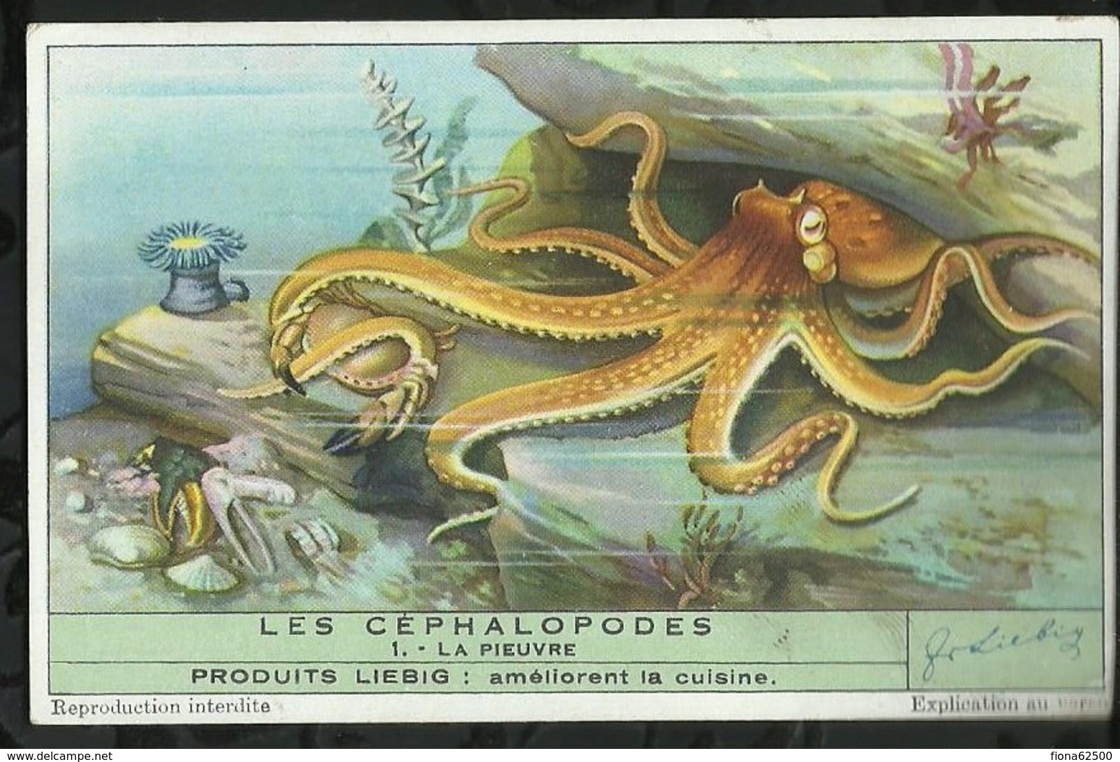 CHROMO LIEBIG . LES CEPHALOPODES . LA PIEUVRE . - Liebig