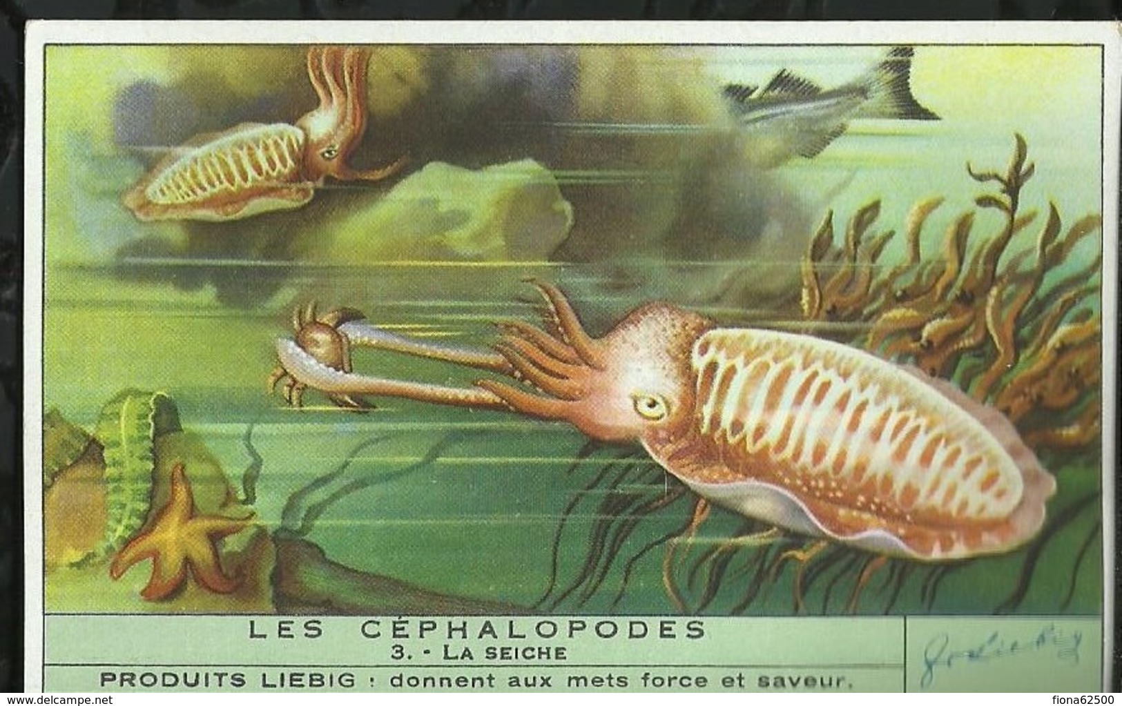 CHROMO LIEBIG . LES CEPHALOPODES . LA SEICHE . - Liebig