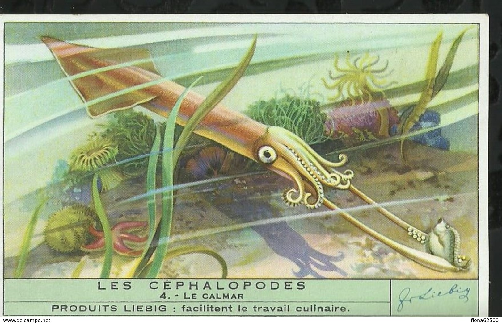 CHROMO LIEBIG . LES CEPHALOPODES . LE CALMAR . - Liebig