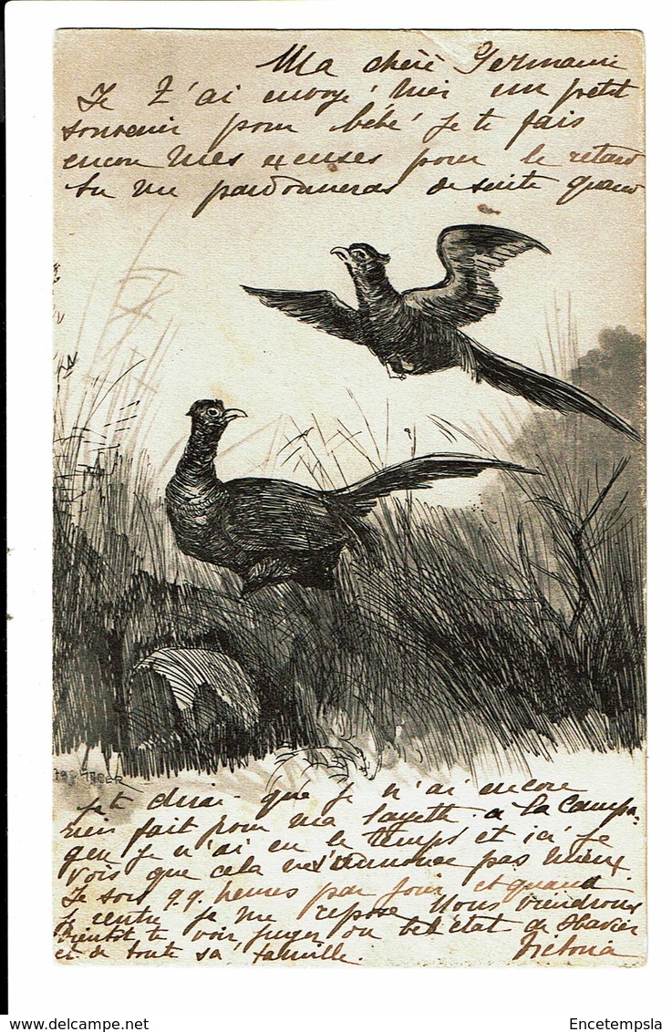 CPA - Carte Postale-Belgique -Croquis De Deux Oiseaux Dans La Nature-1904 -VM4668 - Autres & Non Classés