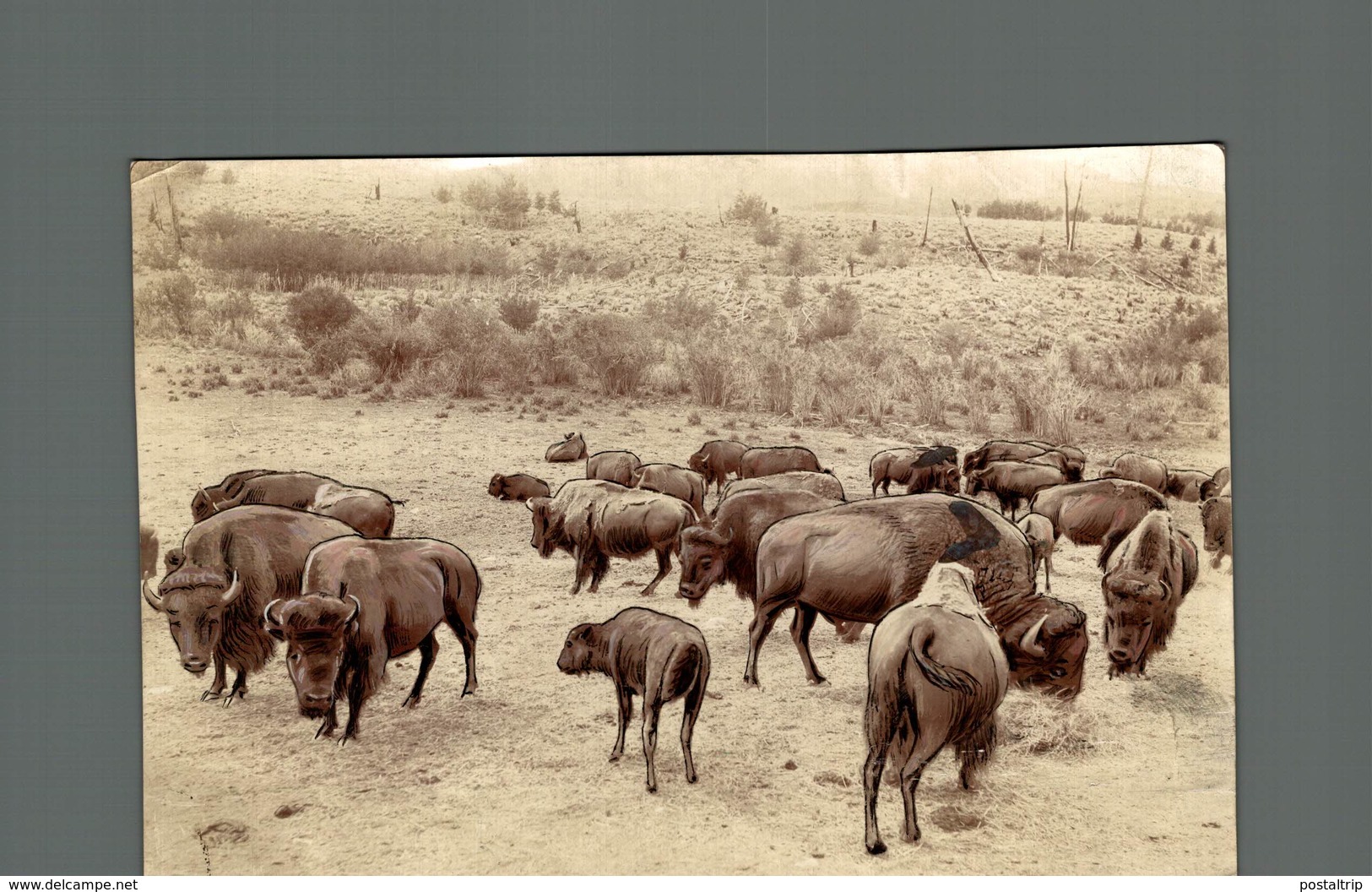 THE FLATHEAD INDIAN RESERVE MONTANA THEO ROOSEVELT CENTRE BUFFALO BISON +- 17*12CM Fonds Victor FORBIN (1864-1947) - Otros & Sin Clasificación