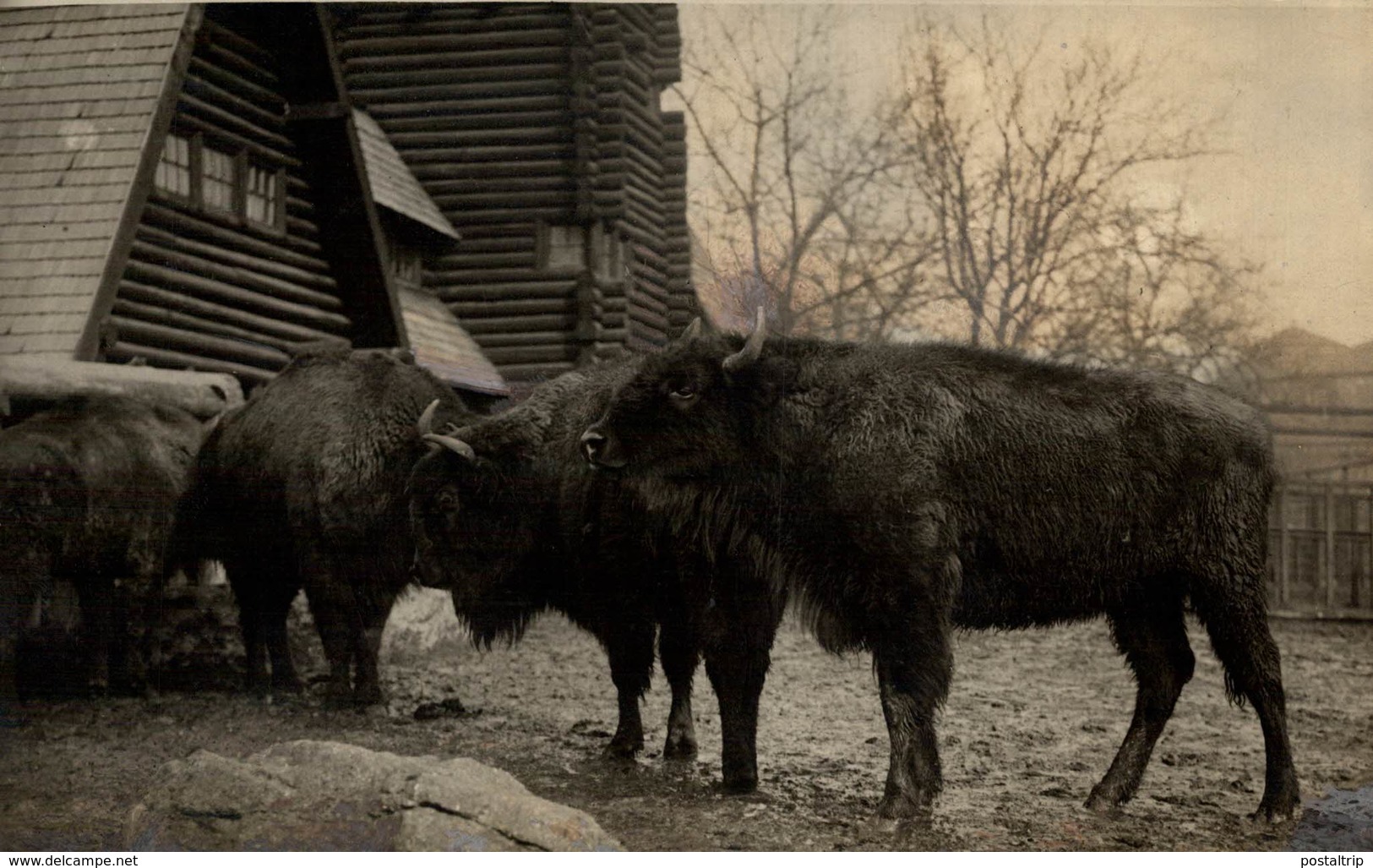 BISONS IN EUROPA  BUFFALO BISON +- 17*12CM Fonds Victor FORBIN (1864-1947) - Otros & Sin Clasificación