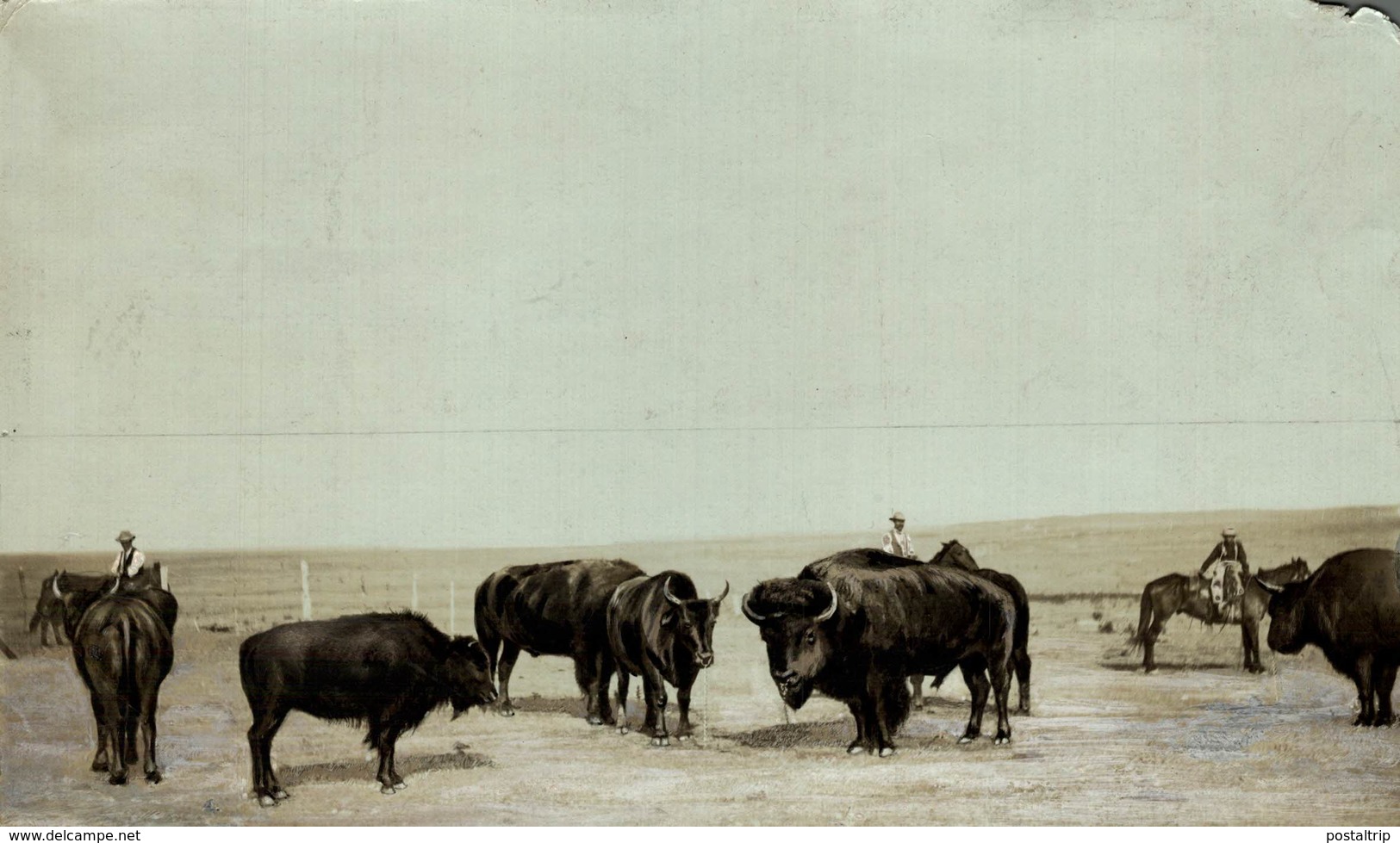 BISONS   BUFFALO BISON +- 20*12CM Fonds Victor FORBIN (1864-1947) - Otros & Sin Clasificación