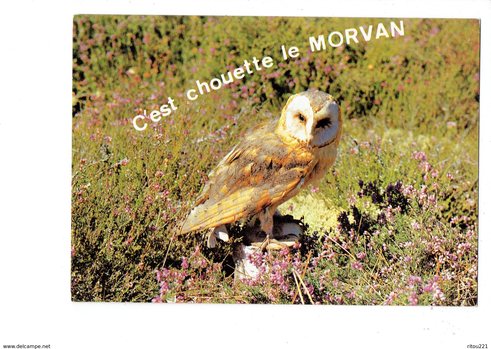 Cpm - C'est Chouette Le Morvan - Oiseau - PARC NATUREL - 13.045  Edit Niv. - Vögel