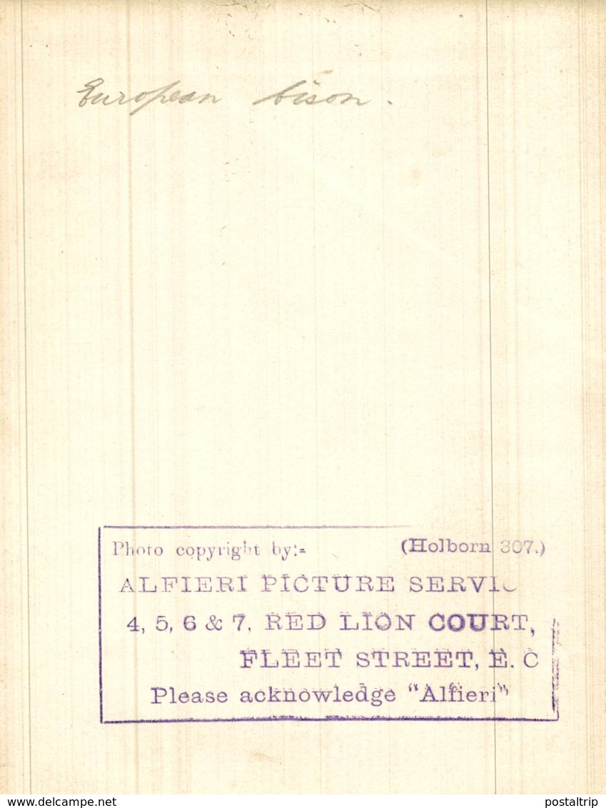 EUROPEAN  BUFFALO BISON +- 16*12CM Fonds Victor FORBIN (1864-1947) - Otros & Sin Clasificación