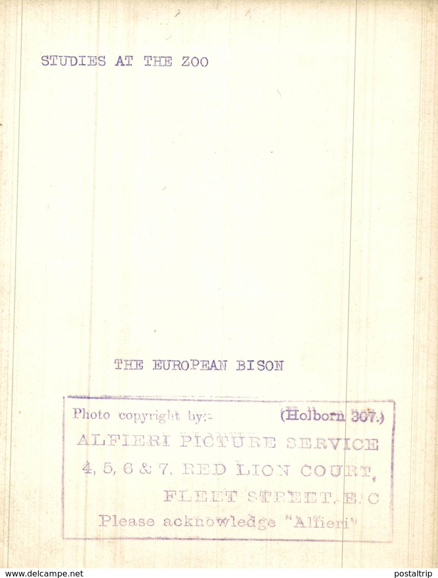 EUROPEAN  BUFFALO BISON AT THE ZOO  +- 16*12CM Fonds Victor FORBIN (1864-1947) - Otros & Sin Clasificación