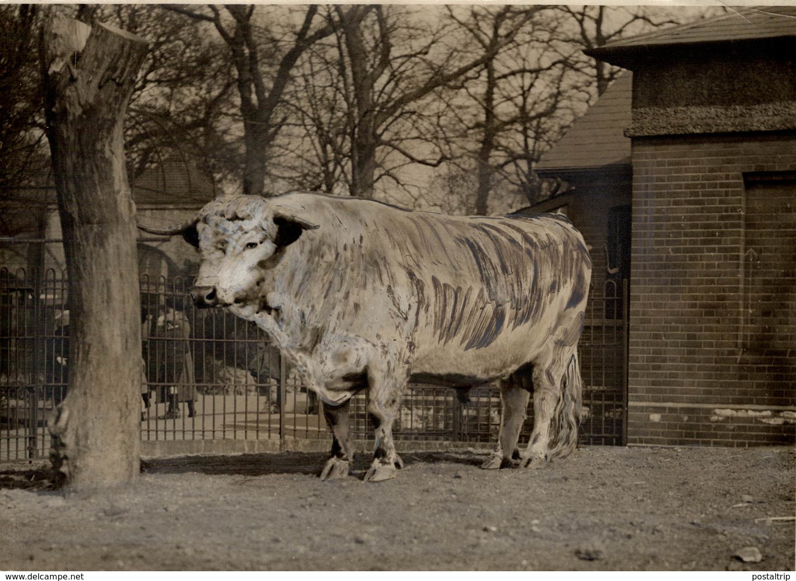 THE BRITISH WILD BULL OF THE CHARTLEY BREED COW COWS +- 20*15CM Fonds Victor FORBIN (1864-1947) - Otros & Sin Clasificación