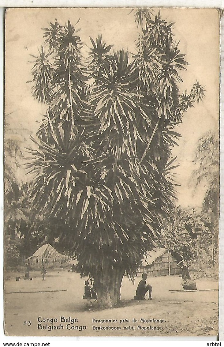 CONGO BELGA ENTERO POSTAL SELLO ADICIONAL DESPRENDIDO ARBOL DRAGO TREE - Bäume