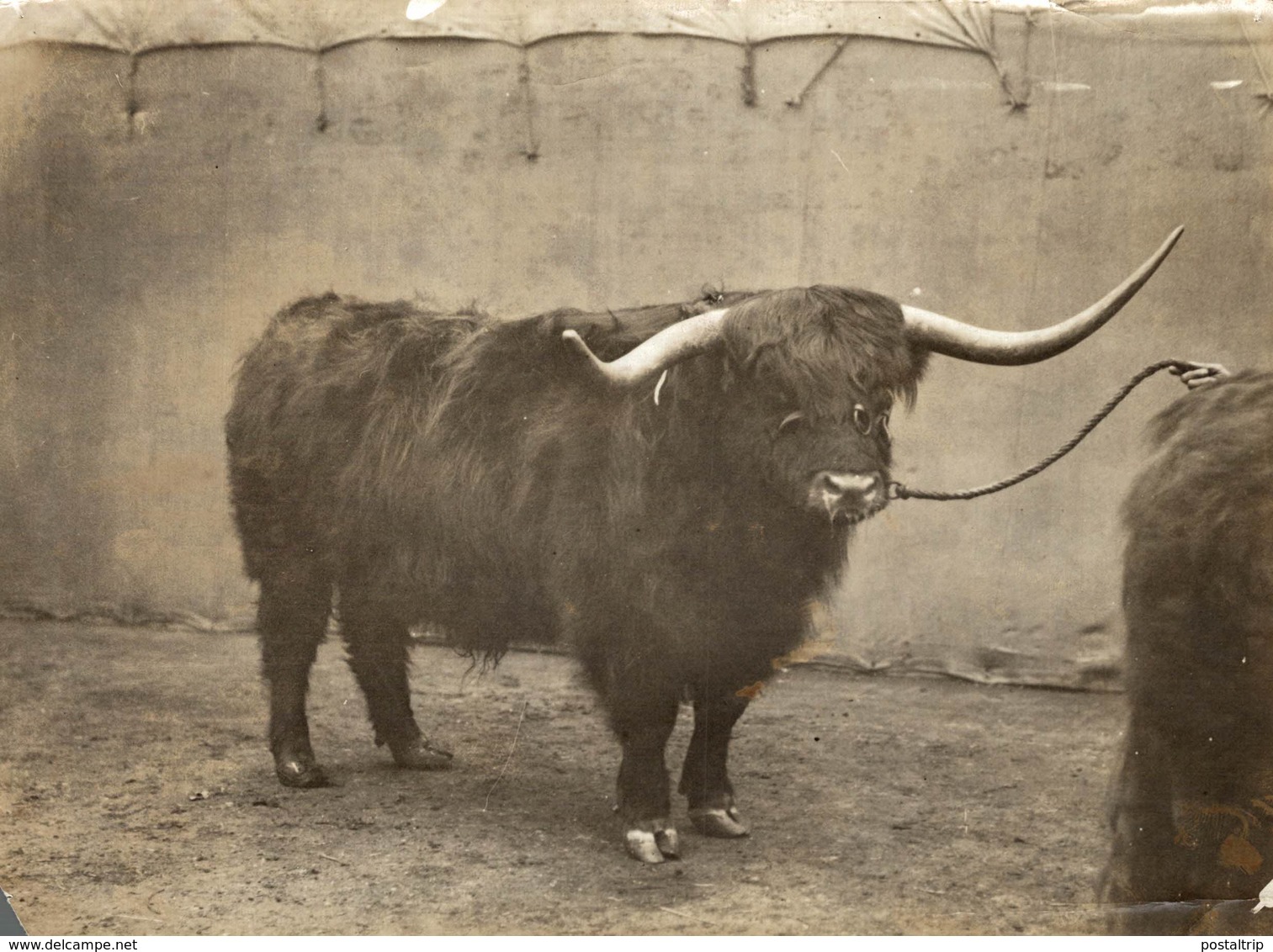 SMITHFIELD CATTLE SHOW   SEE CORNER  +- 21*16CM Fonds Victor FORBIN (1864-1947) - Otros & Sin Clasificación