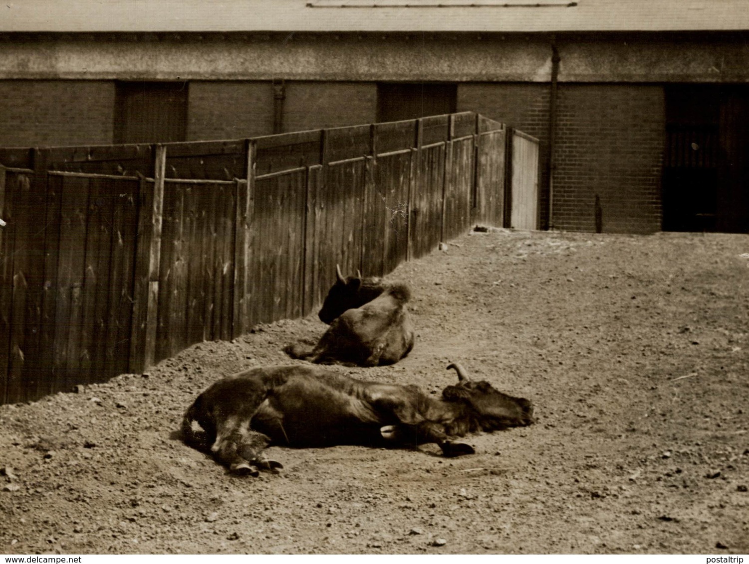 CATTLE BULL  +- 21*16CM Fonds Victor FORBIN (1864-1947) - Otros & Sin Clasificación