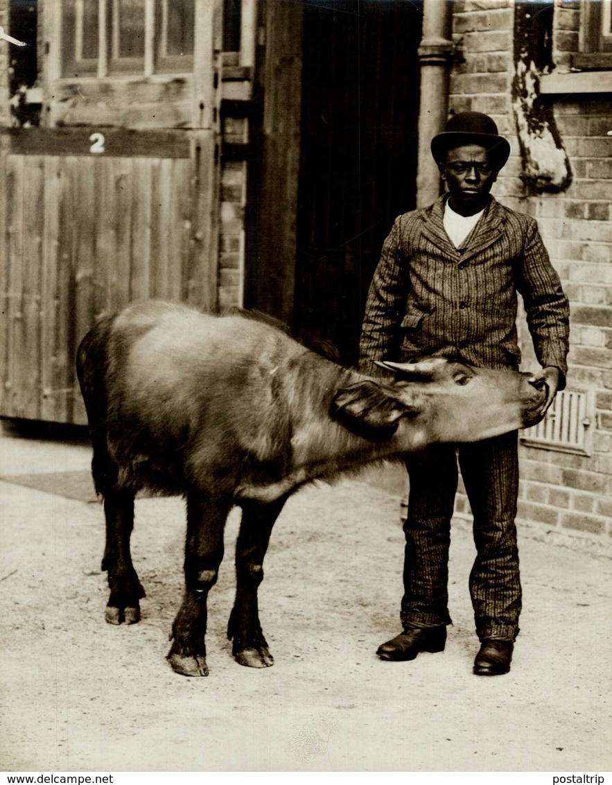 YOUNG BUFFALOE FROM UGANDA AND BLACK BOY   +- 21*16CM Fonds Victor FORBIN (1864-1947) - Non Classificati