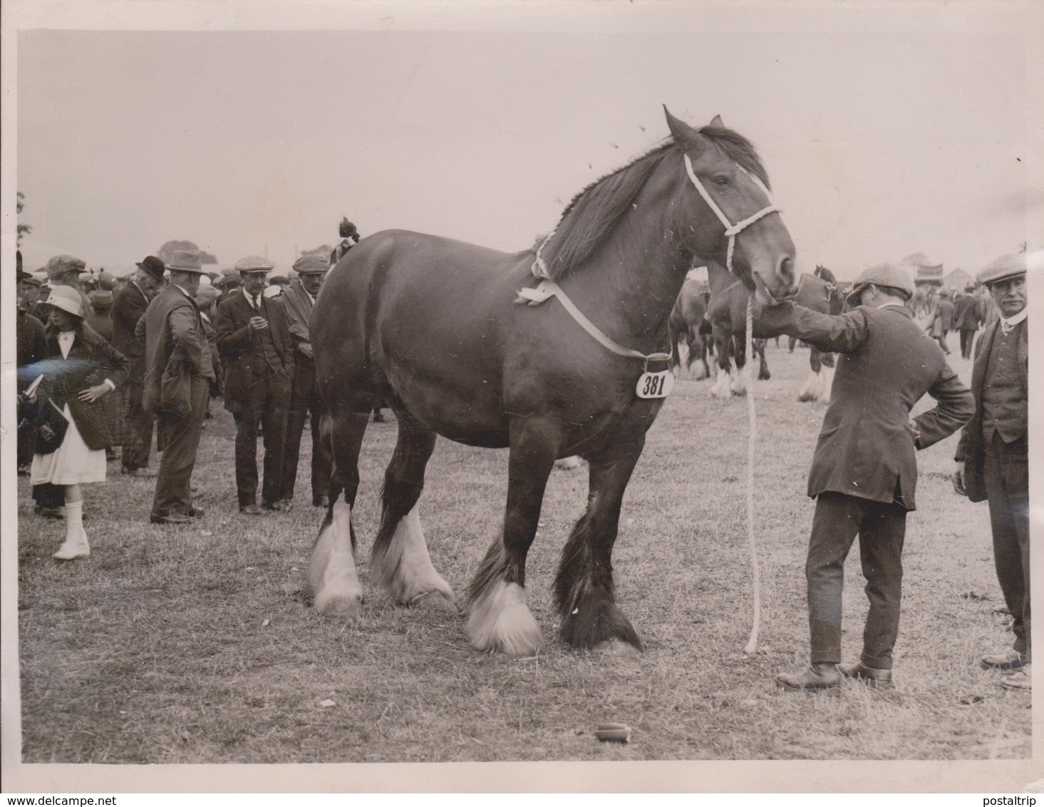 HARRIERS AND BEAGLES PETERBOROUGH SHOW FOXHOUNDS HORSE CHEVAL OWEN  +- 20*15CM Fonds Victor FORBIN (1864-1947) - Otros & Sin Clasificación