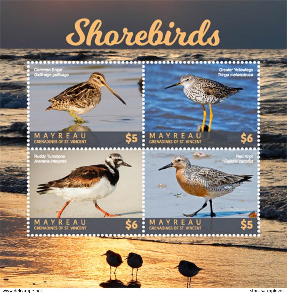 Mayreau  , Grenadines  Of St. Vincent 2018  Fauna  Shorebirds  I201901 - St.Vincent & Grenadines