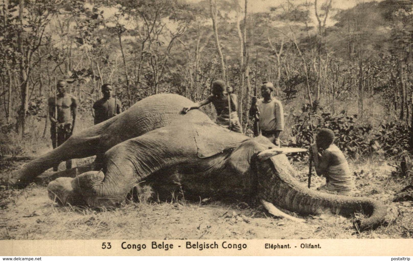 CONGO BELGE - ELEPHANT OLIFANT ELEFANTE - Congo Belga