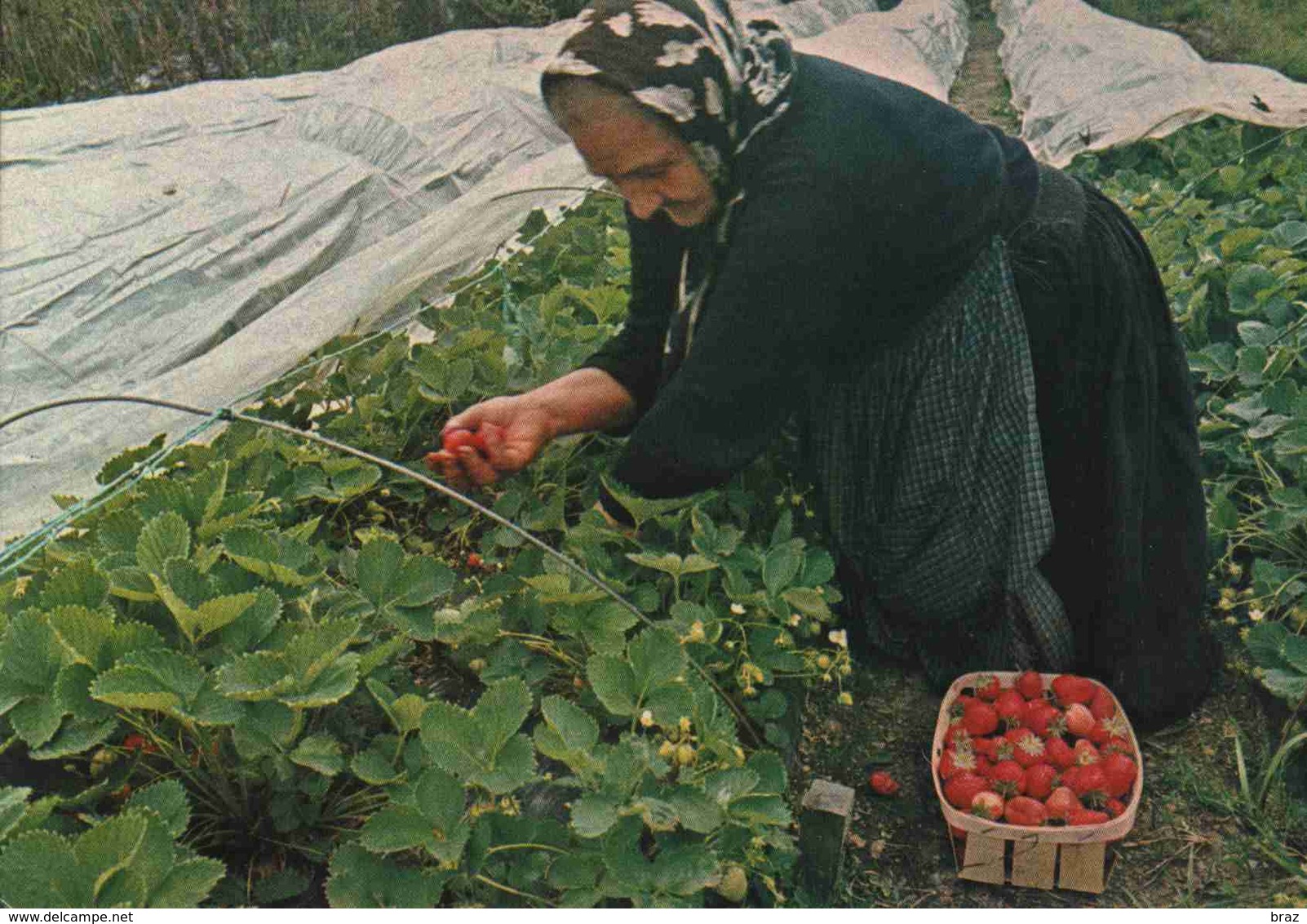 CPM  Plougastel Daoulas Cueillette Des Fraises - Plougastel-Daoulas