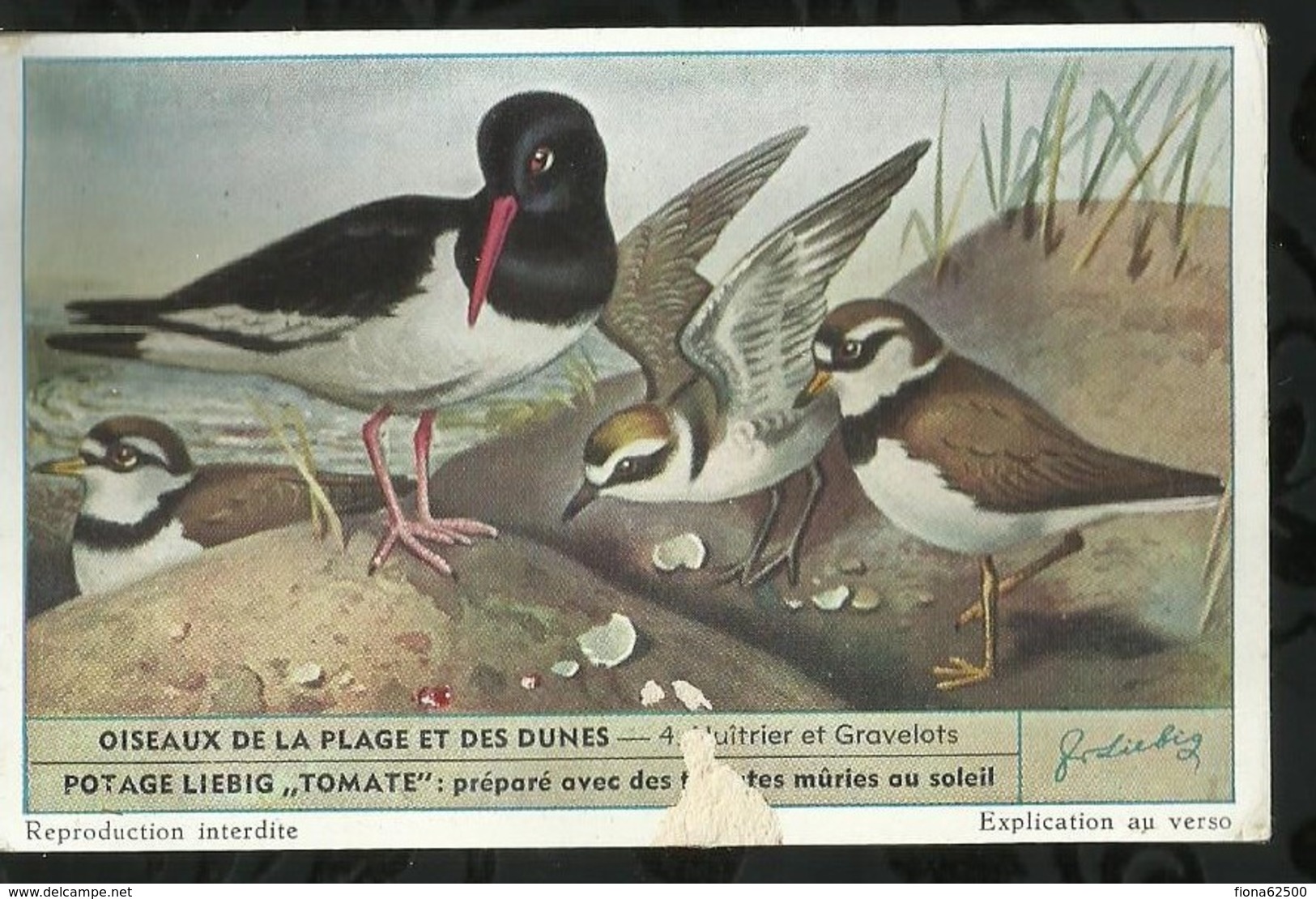 CHROMO LIEBIG . OISEAUX DE LA PLAGE ET DES DUNES . HUÎTRIER ET GRAVELOTS . - Liebig