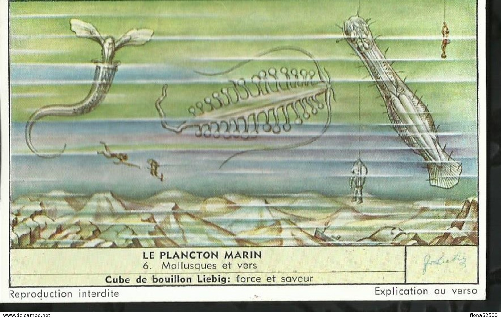 CHROMO LIEBIG . LE PLANCTON MARIN . MOLLUSQUES ET VERS . - Liebig