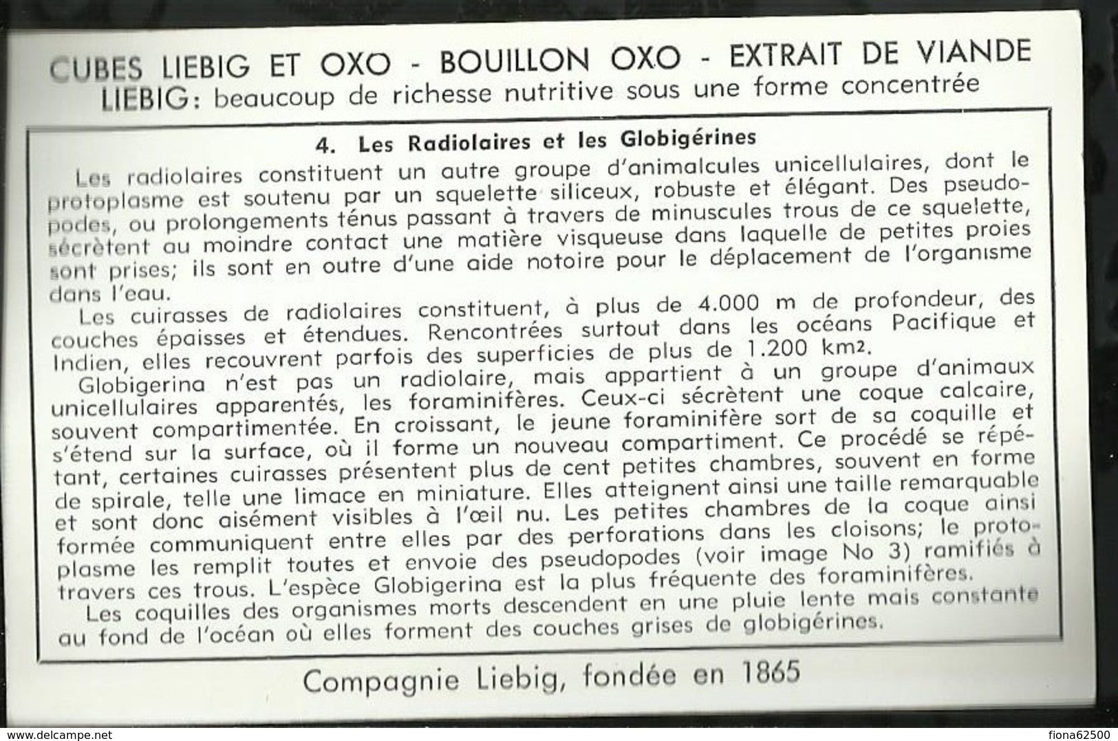 CHROMO LIEBIG . LE PLANCTON MARIN . LES RADIOLAIRES ET LES GLOBIGERINES . - Liebig