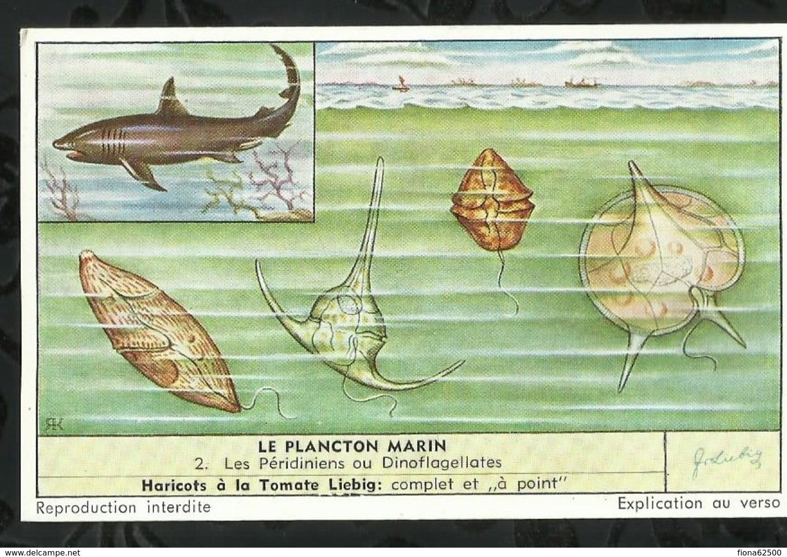 CHROMO LIEBIG . LE PLANCTON MARIN . LES PERIDINIENS OU DINOFLAGELLATES . - Liebig